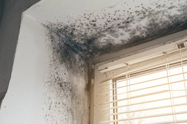 Affordable Mold Remediation solutions in Perth Amboy, NJ